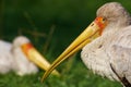 Two Painted Storks Royalty Free Stock Photo