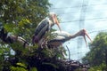 Two Painted Storks Royalty Free Stock Photo