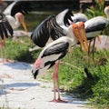 Two Painted Storks Royalty Free Stock Photo