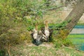 Two painted storks standing with wings open Royalty Free Stock Photo