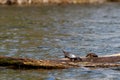 Two painted turtles basking in the sun Royalty Free Stock Photo