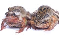 Two Pair of frogs Royalty Free Stock Photo