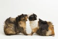 Two pair guinea pigs kissing isolated on white background Royalty Free Stock Photo