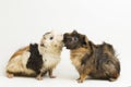 Two pair guinea pigs kissing isolated on white background Royalty Free Stock Photo