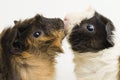Two pair guinea pigs kissing isolated on white background