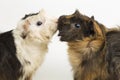 Two pair guinea pigs kissing isolated on white background Royalty Free Stock Photo