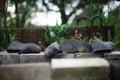 Two pair of old dirty galoshes on bricks in the garden Royalty Free Stock Photo