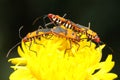 Two pair of red cotton bugs are mating on bush. Royalty Free Stock Photo