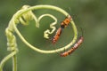 Two pair of red cotton bugs are mating on bush. Royalty Free Stock Photo