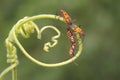 Two pair of red cotton bugs are mating on bush. Royalty Free Stock Photo