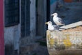 Two or pair white gulls perched on a roof of building Royalty Free Stock Photo