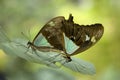 Two pairing butterflies on a leaf.