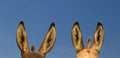 Two pairs of donkey ears and over  blue sky Royalty Free Stock Photo