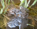 Two pairs of frogs. Royalty Free Stock Photo