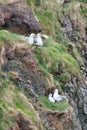 Two pairs of fulmar nesting on coastal ledges in Shetland, UK