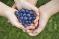 Two pairs of hands holding a handful of blueberries on blurred grass background.