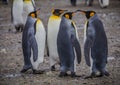 Two pairs of king penguins in South Georgia Royalty Free Stock Photo