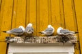 Two pairs of Kittiwakes Rissa tridactyla nesting on a ledge on the side of a wooden building