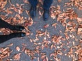 Two pairs of legs in beautiful black leather smooth glossy shoes on yellow and red, brown colored natural autumn leaves Royalty Free Stock Photo