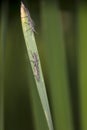 Two pairs of long black insects copulate, close up