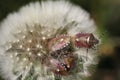 two pairs of loving bedbugs on a dandelionÃ¯Â¿Â¼