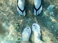 Two pairs of male and female legs in slippers, feet with fingers in flip-flops under the water, underwater view of the sea, the oc Royalty Free Stock Photo