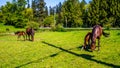 Horses grazing in the paddock near Fort Langley British Columbia Royalty Free Stock Photo