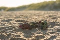 Two pairs of sandals in the sand on a beach Royalty Free Stock Photo