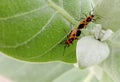 two pairs of small orange insects are mating on a leaf. Royalty Free Stock Photo