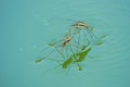 Mating water skipper Royalty Free Stock Photo