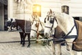 Two Pairs Of White And Black Beautiful Horses With Carriage In Vienna Historical City Center Near Royal Palace. Traditional