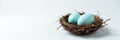 Two pale blue bird eggs in a twig nest on white , closeup, macro Royalty Free Stock Photo