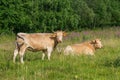 Two pale brown cows in a lush green summer pasture Royalty Free Stock Photo