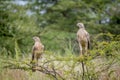 Two Pale-chanting goshawks sitting on a branch.