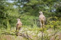 Two Pale-chanting goshawks sitting on a branch.