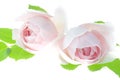 Pale pink rose flower blossoms isolated on white background Royalty Free Stock Photo