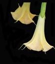 Two Pale yellow Angels Trumpet blooms on a dramatic black background