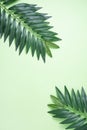 Two palm tree leaf on green background. Summer pattern. Top view