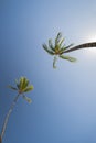 Two Palm trees against blue sky. Royalty Free Stock Photo