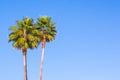 Two palm trees against blue sky. Palma, Majorca Royalty Free Stock Photo