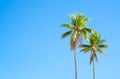 Two palm trees against a blue sky on a sunny day Royalty Free Stock Photo