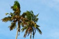 Two palm trees against the blue sky, their branches are blown by the wind. Sri Lanka Royalty Free Stock Photo