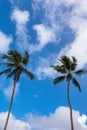 Two palm trees against a blue sunny sky with wispy white clouds Royalty Free Stock Photo