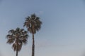 Two palm trees against a bright blue sky