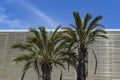 Two palm trees against a striped wall