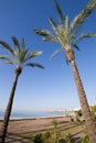 Two palm trees in beach of Benicassim Royalty Free Stock Photo