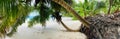 Two palm trees on a beautiful beach on an island Royalty Free Stock Photo