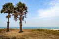 Two palm trees on Bijilo Beach Royalty Free Stock Photo