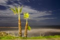 Two palm trees in the sunset Royalty Free Stock Photo