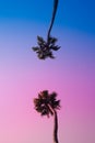 two palm trees in California Royalty Free Stock Photo